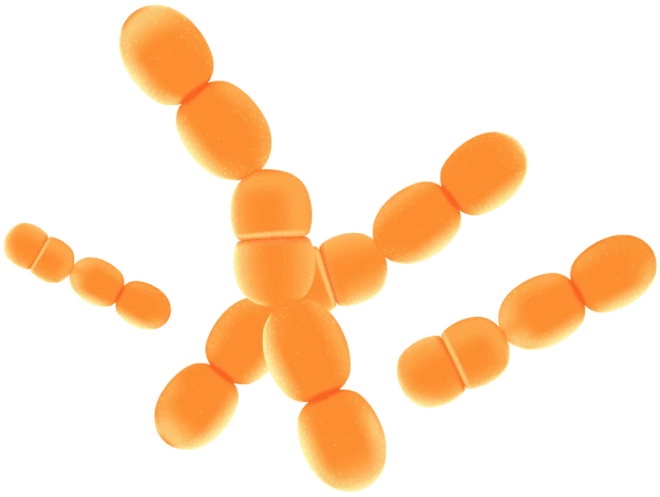 Lactobacillus paracasei