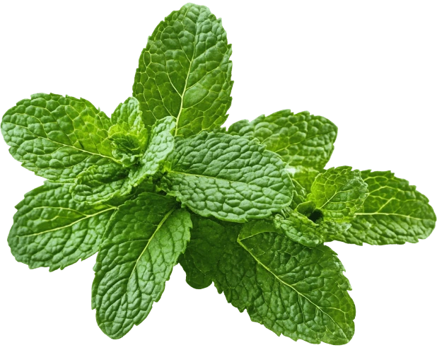 Peppermint Essential Oil